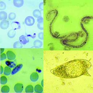ASCARIS LUMBRICOIDES SUSPENSION