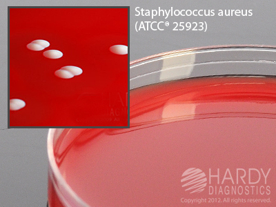COLUMBIA CNA AGAR 10PK