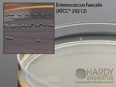 BILE ESCULIN AZIDE PLATES