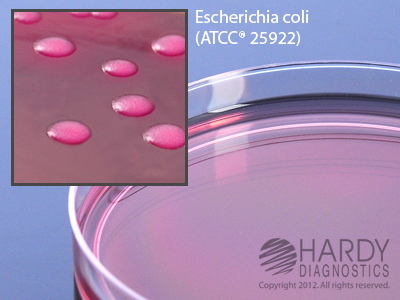 MACCONKEY AGAR