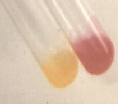 WEE-TAB TREHALOSE FERMENTATION